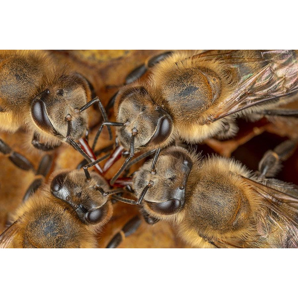 Honigbienen - geheimnisvolle Waldbewohner - Sachbuch