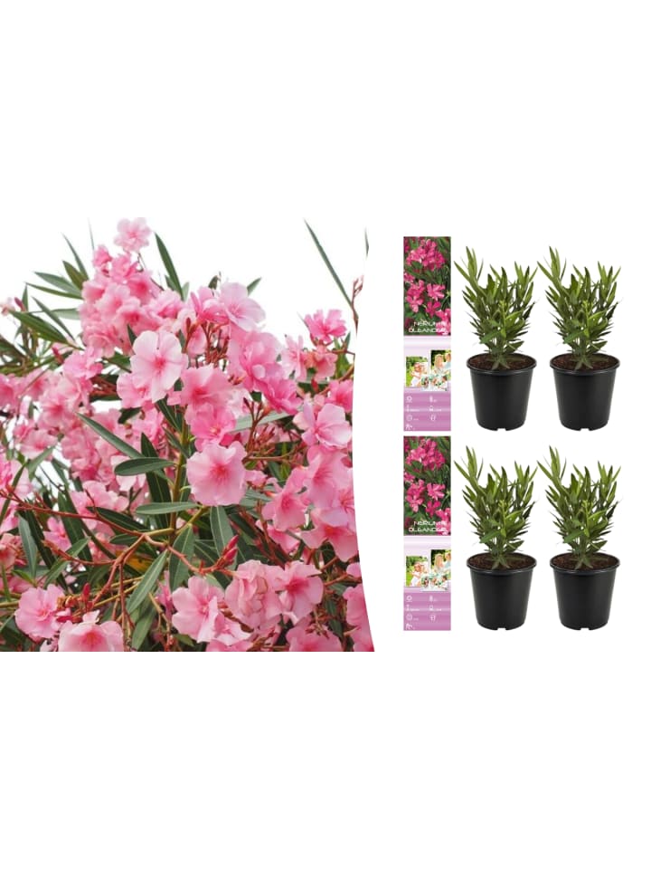 OH2 4er-Set: Tropische Oleanderpflanzen in Pink günstig kaufen onesize