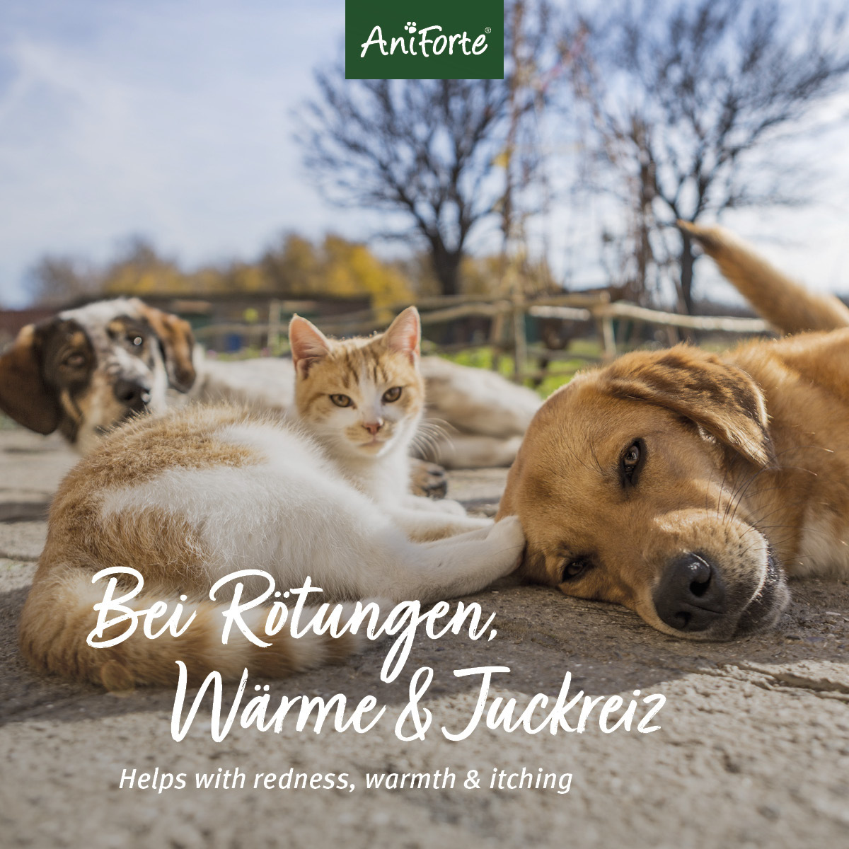 Aniforte Augen- & Ohrenpflege Aniforte VET Ohrentropfen 50ml