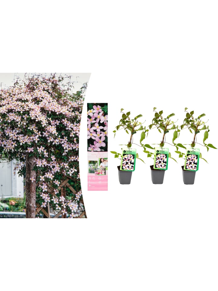 OH2 3er-Set Pflanzen Clematis Montana Rubens in Pink günstig kaufen onesize