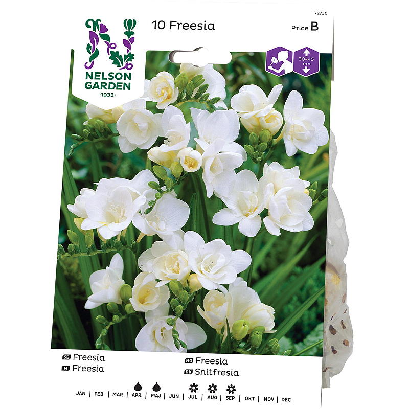 Nelson garden Freesia Dobbel, Freesia hybrida, hvit