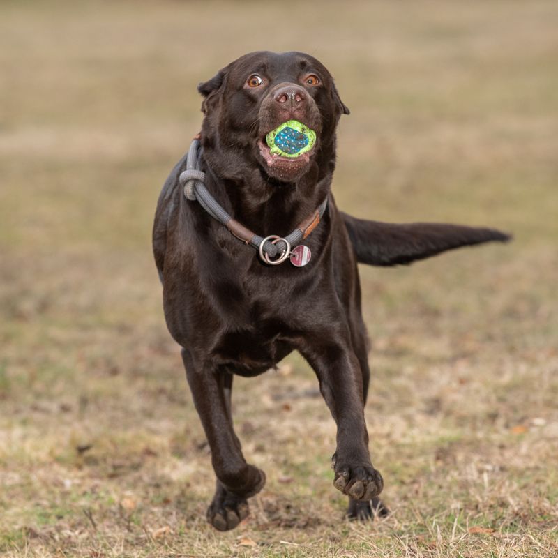 Sparset Hundespielzeug mit Tau Limoen zu TOP-Preisen | bitiba %