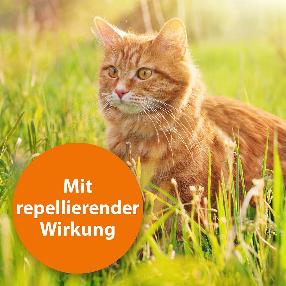 Der Ardap Spot-On schützt Katzen sicher vor Zecken und Flöhen.