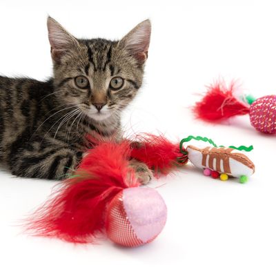 TIAKI Weihnachtliches Spielzeug-Set für Katzen