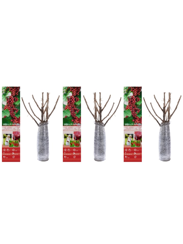 OH2 3er-Set Beeren in Rot günstig kaufen onesize