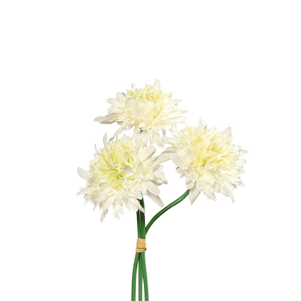 DPIScabiosa 25cm