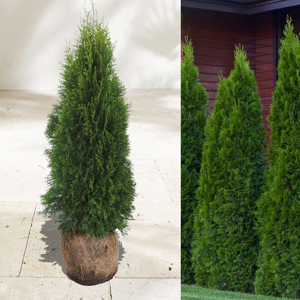 Lebensbaum-Hecke Thuja Smaragd, 20 Stk.