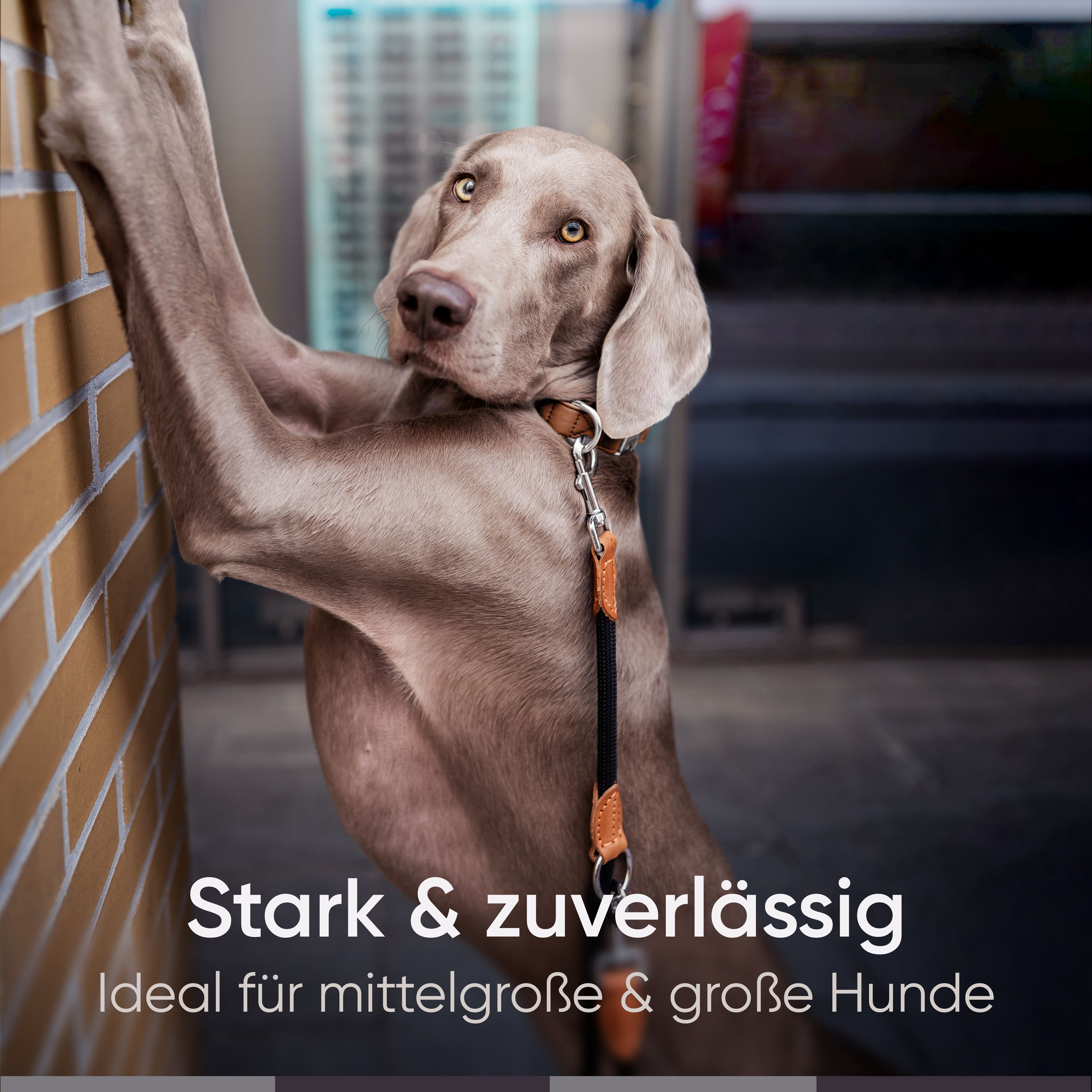 Freudentier Hundeleinen Freudentier runde Hundeleine aus Nylon