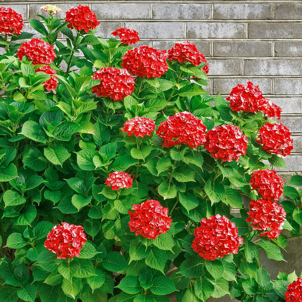 Bauernhortensie King Size Rot