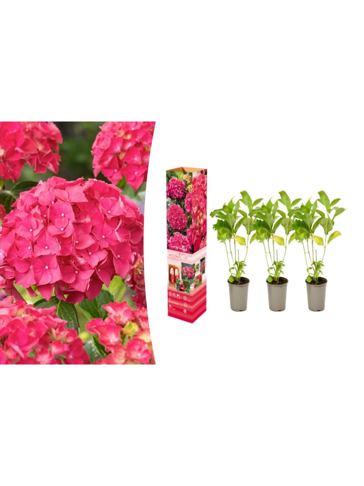 OH2 3-er: Set Hortensie (Hydrangea macrophylla) in Rot günstig kaufen onesize