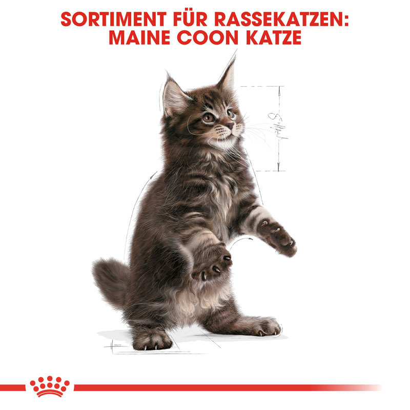 ROYAL CANIN Trockenfutter ROYAL CANIN Maine Coon Kitten 10 kg