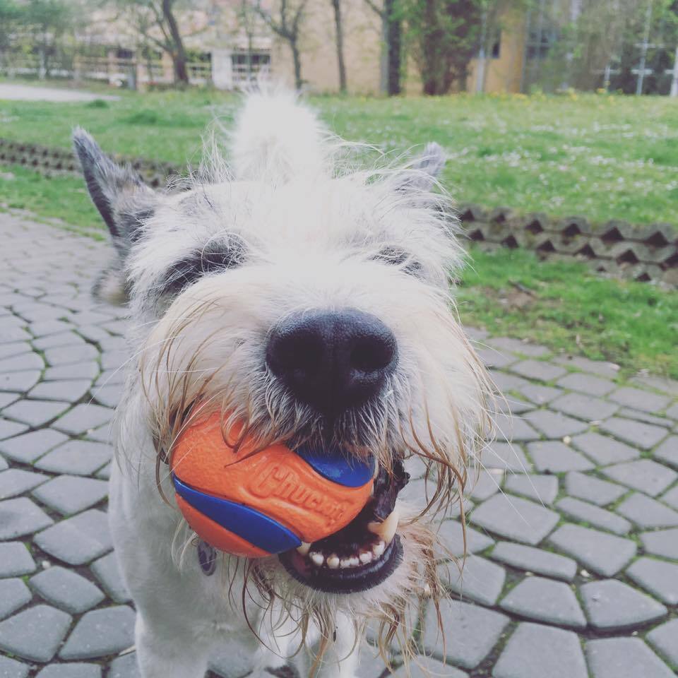 ChuckIt Hundebälle ChuckIt ! Ultra Ball 2 Stück M
