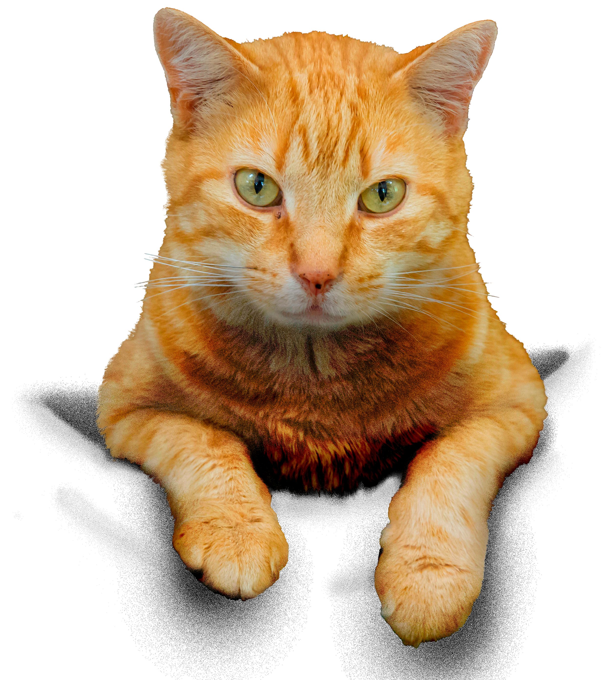 MyDesign24 Kapuzensweatshirt Kinder Hoodie bedruckt - orange, gelbe Katze aus Tasche Kapuzensweater mit Aufdruck schwarz, i109