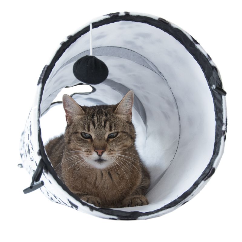 Katzentunnel Pawty zu TOP-Preisen