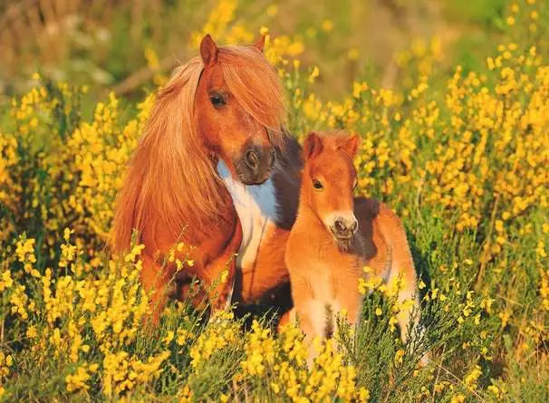 Kinderpuzzle ab 6 Jahren - Shetlandponys - 100 Teile