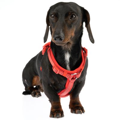 TIAKI Geschirr Neoprene, rot