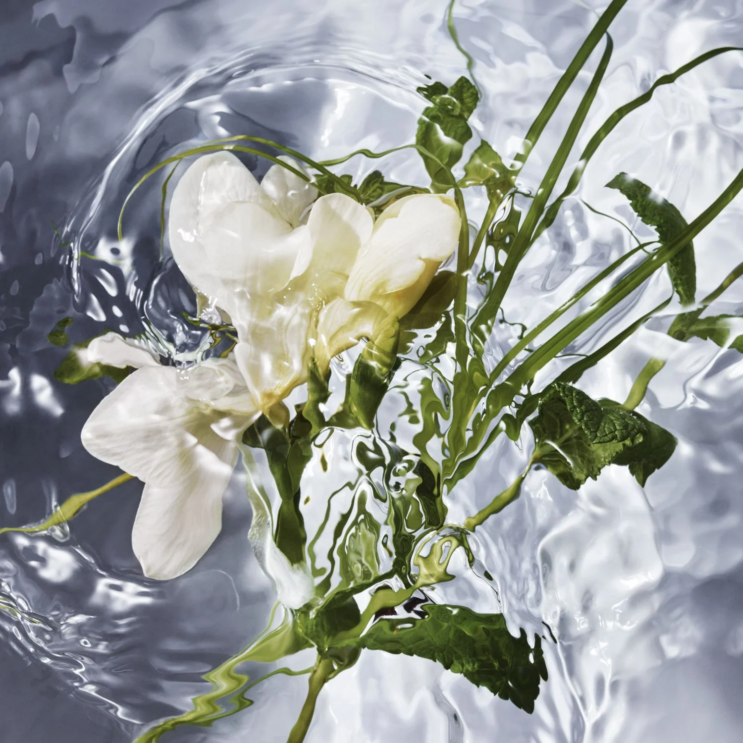 Aqua Allegoria Harba Fresca - Eau de Toilette