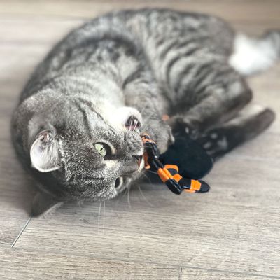 Aumüller Spinne Thekla Baldrian-Katzenspielkissen
