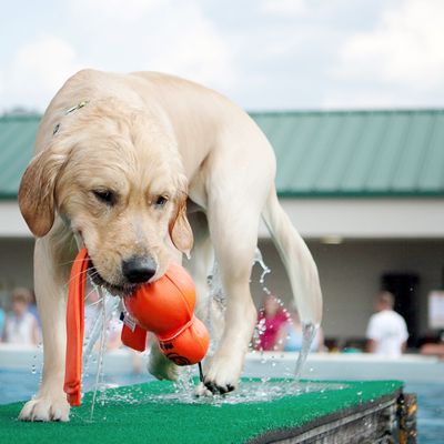 KONG Wet Wubba
