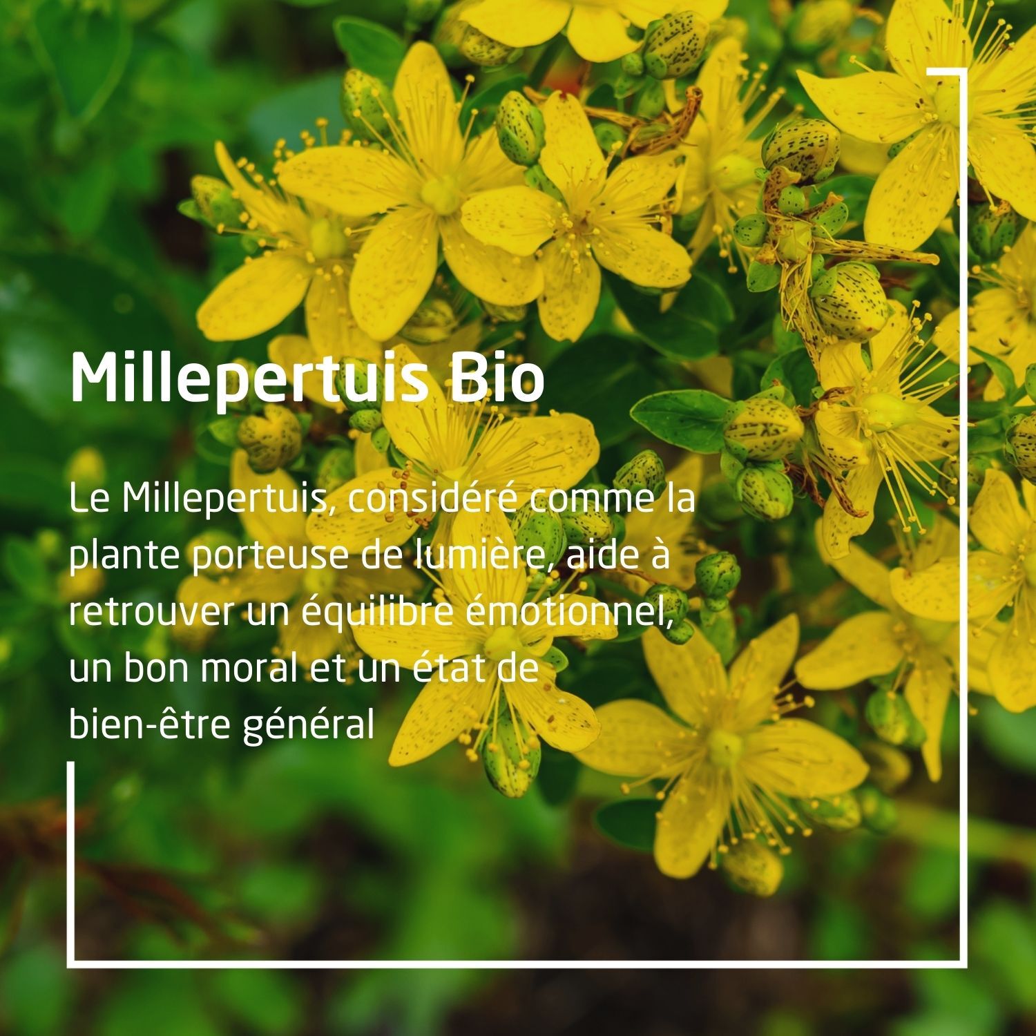 Weleda EPB® Millepertuis Bio Moral - Complément Alimentaire Naturel - 60 ml