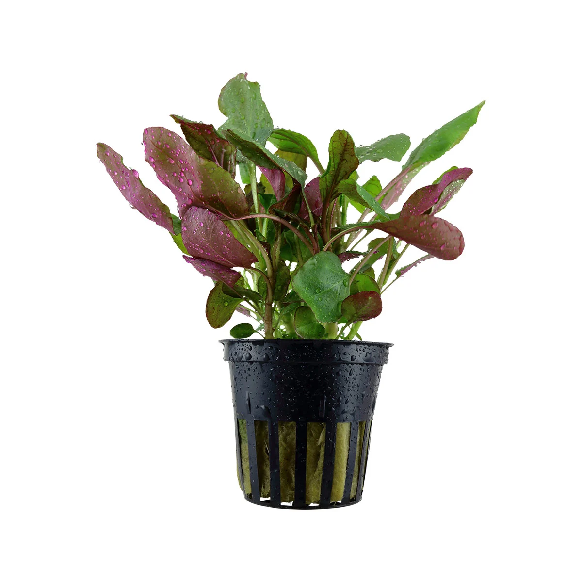 Tropica Aquariumpflanze Lobelia cardinalis kaufen