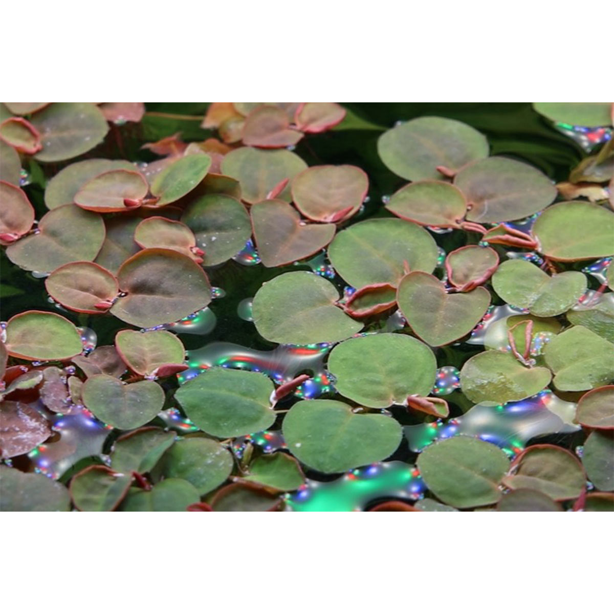 Tropica Aquariumpflanze Phyllanthus fluitans kaufen