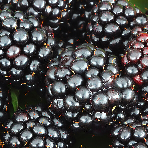 Beeren-Mix Vitaminkracher, 3er-Set