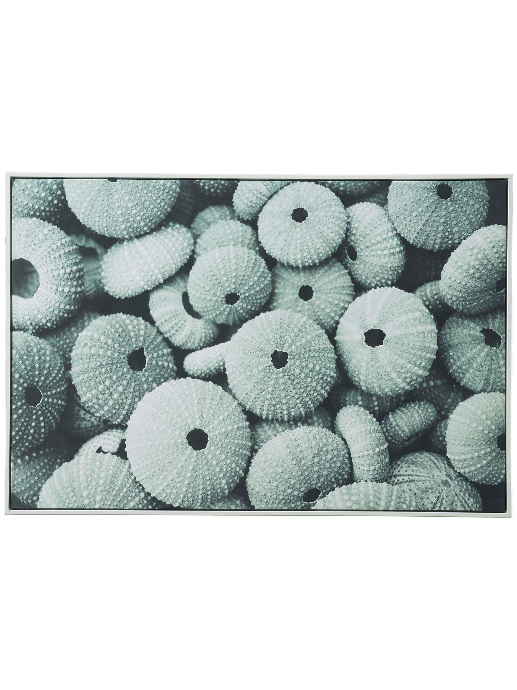 Seeigel Leinwand-Druck-gerahmt, Hellgrün