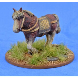 Riding Pony