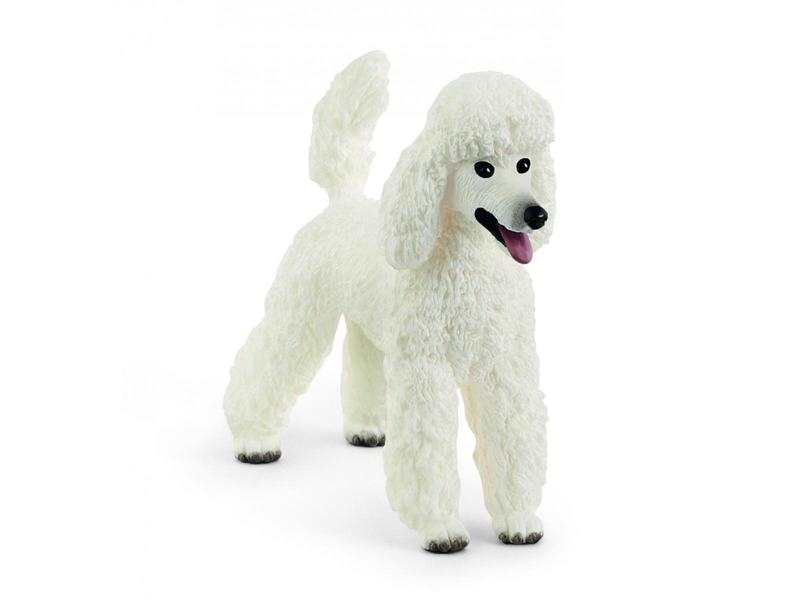 Caniche