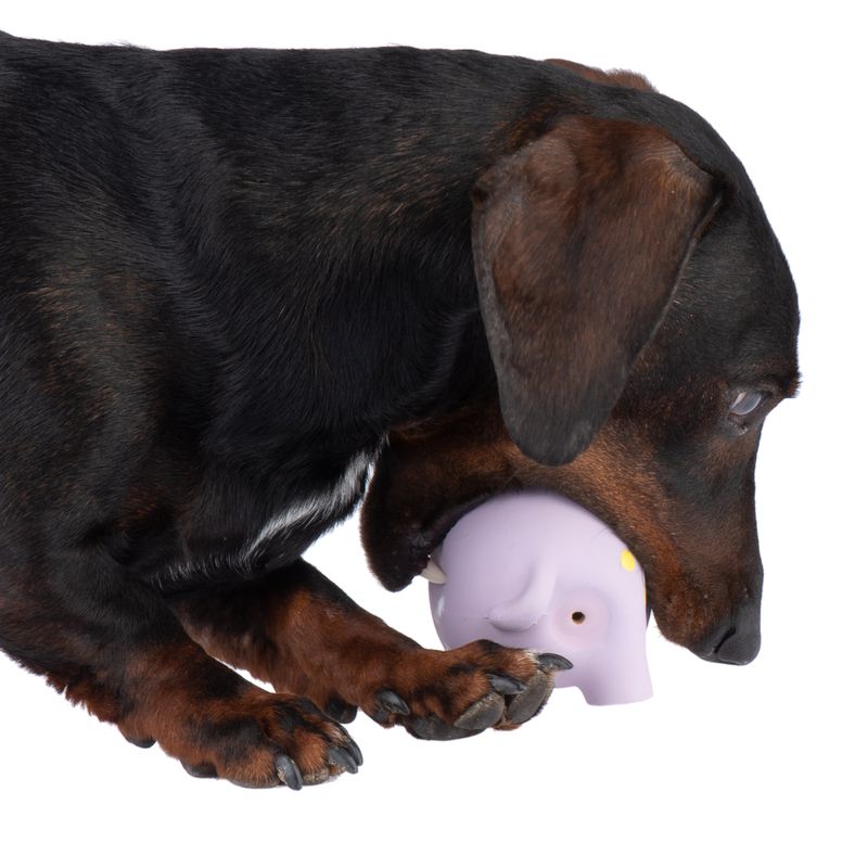 Hundespielzeug Latex Elma zu TOP-Preisen