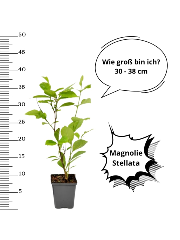 OH2 3-er: Set Magnolien Stellata in Bunt günstig kaufen