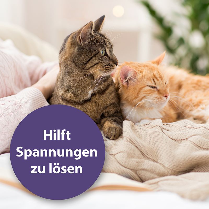 Felisept Family Comfort zu TOP-Preisen