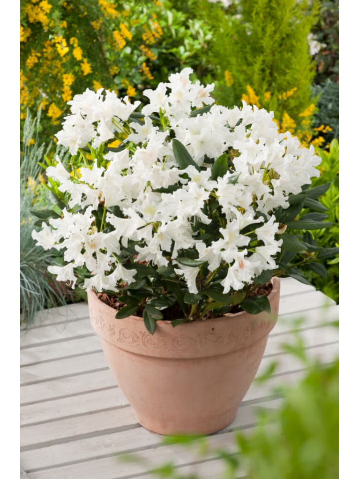 OH2 6er-Set: Rhododendron 'Cunningham's in Weiß günstig kaufen onesize