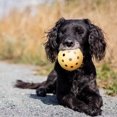 Trixie Ball für sehbehinderte Hunde