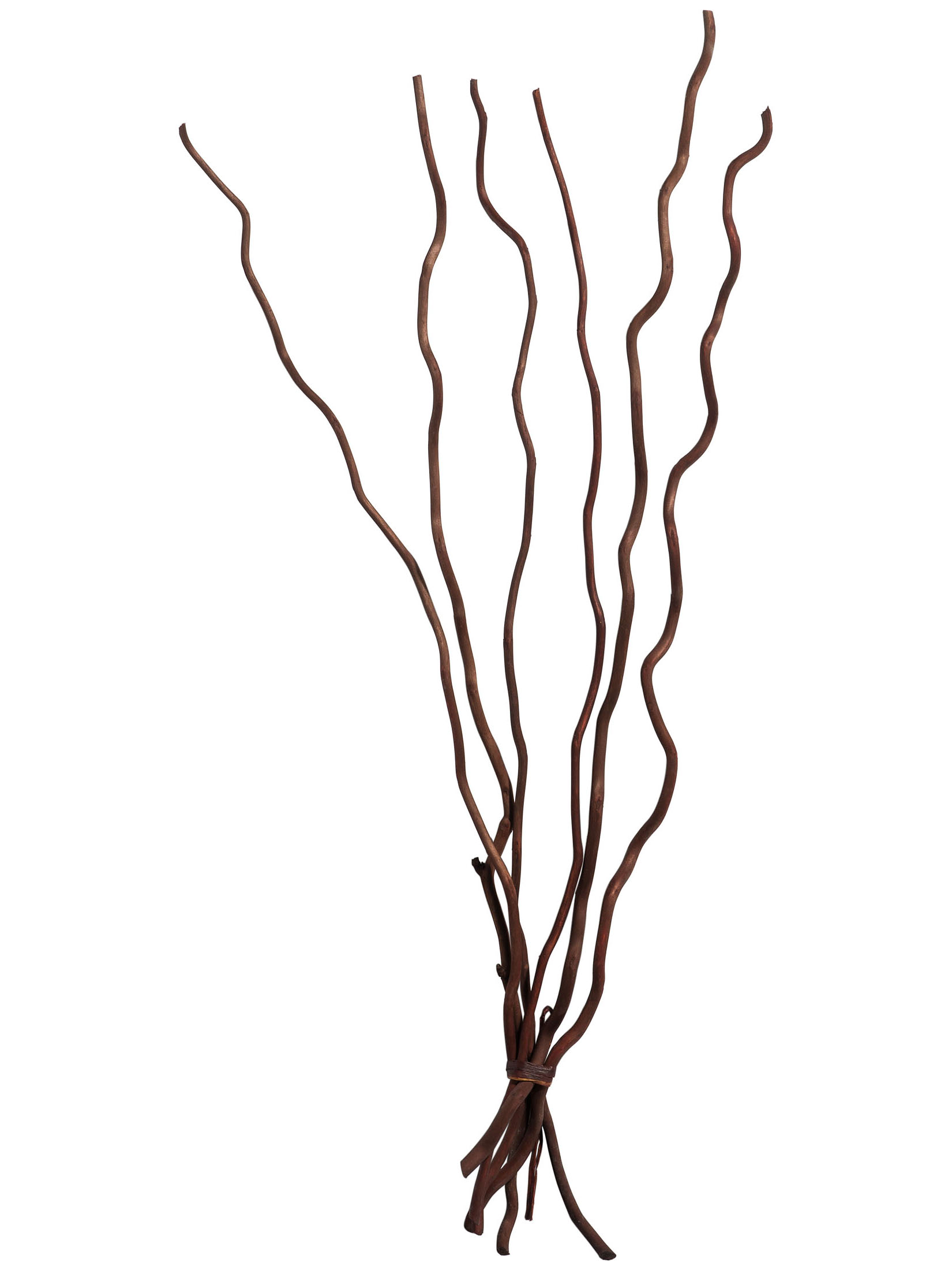 Kuwastäbe Trockenblume, Dunkelbraun