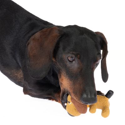 TIAKI Hundespielzeug Latex Hündchen