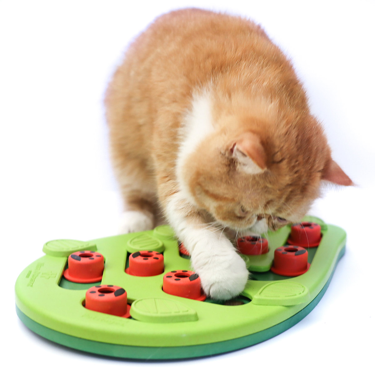 Puzzle & Play Buggin Out Intelligenzspielzeug kaufen