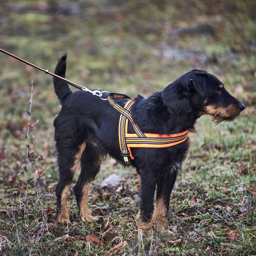 Heim Hundegeschirr Signal