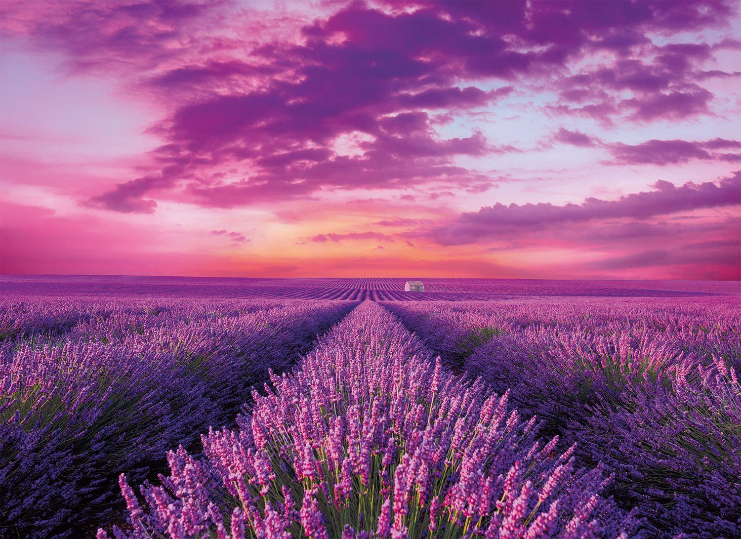 Clementoni® Puzzle High Quality Collection, Lavendel-Feld, 1000 Puzzleteile, Made in Europe, FSC® - schützt Wald - weltweit