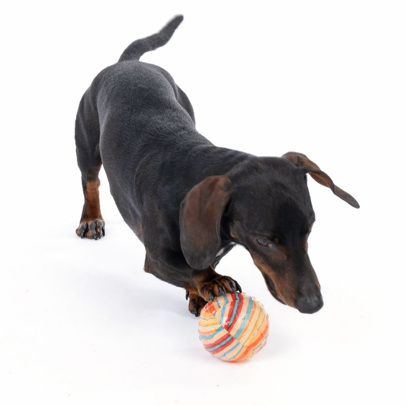 TIAKI Hundespielzeug TPR Ball Fantasy zu TOP-Preisen | bitiba %