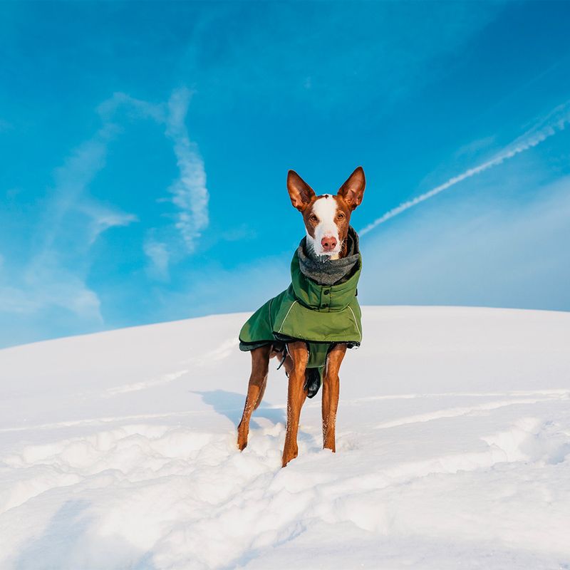 Rukka Warmup Hundemantel, oliv zu TOP-Preisen