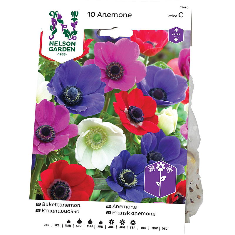 Nelson garden Anemone Enkel, blandede farger