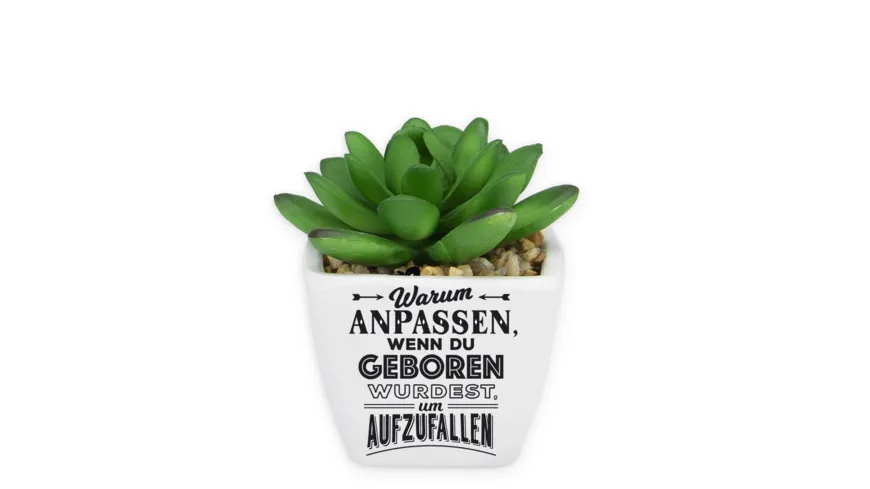 H&H Sukkulenten - Warum anpassen…
