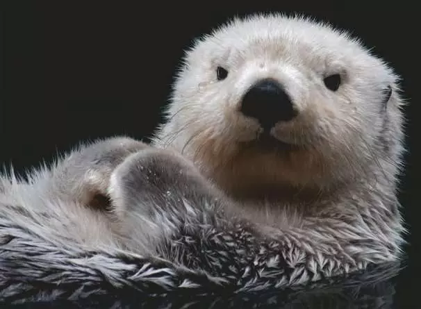 Puzzle 500 Teile - Süßer kleiner Otter
