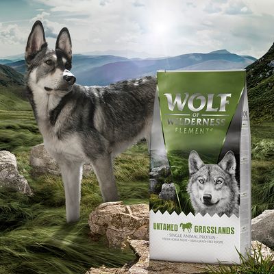 Wolf of Wilderness 