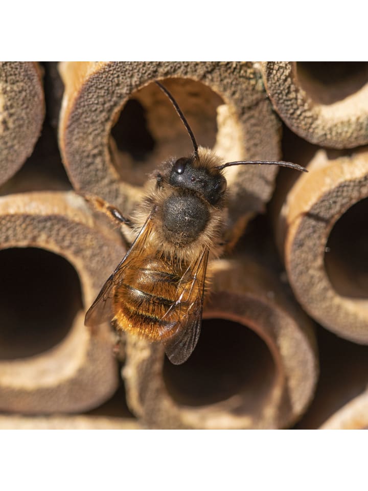 relaxdays Insektenhotel in Natur/ Grün günstig kaufen onesize