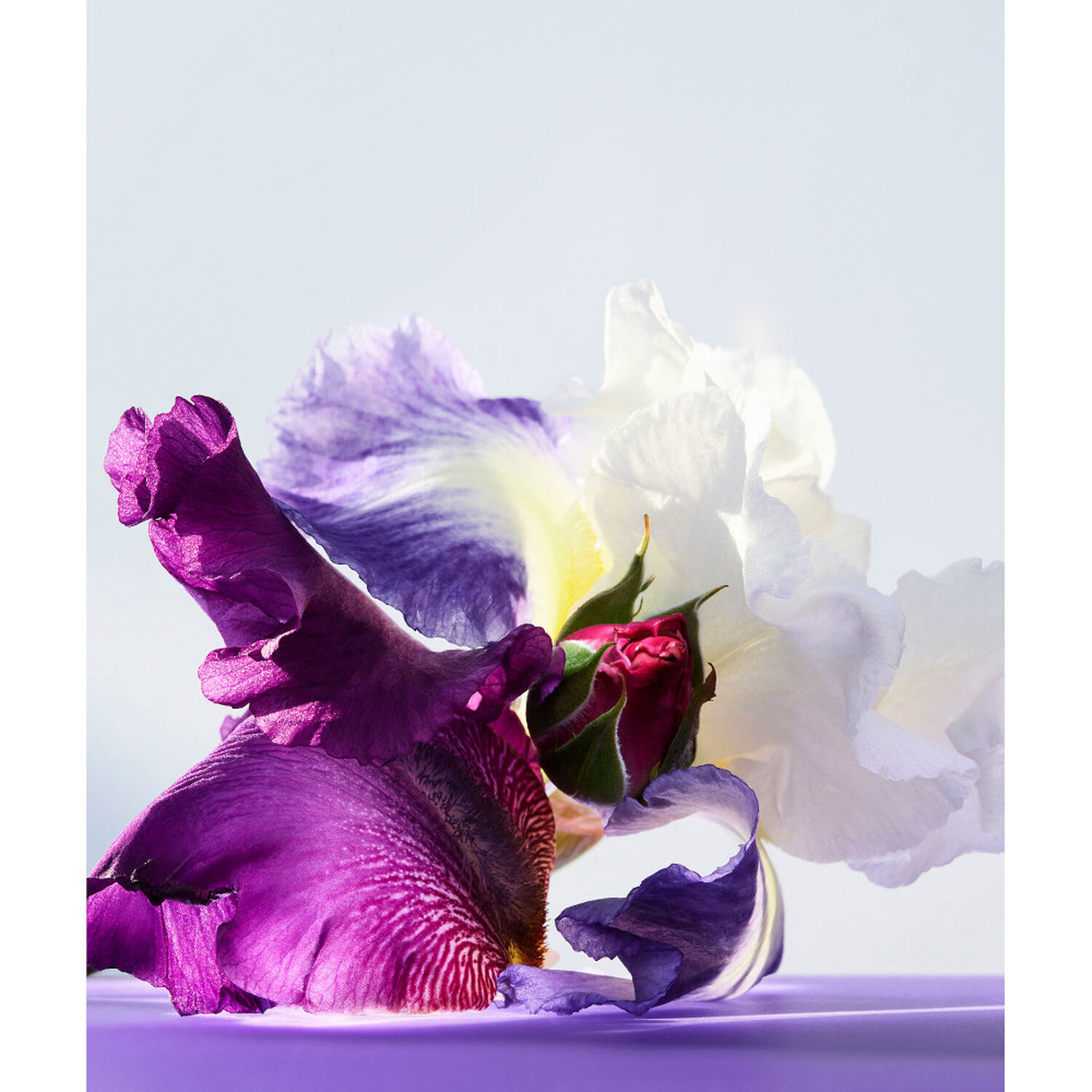 Bulgari Omnia Amethyste Eau de Toilette