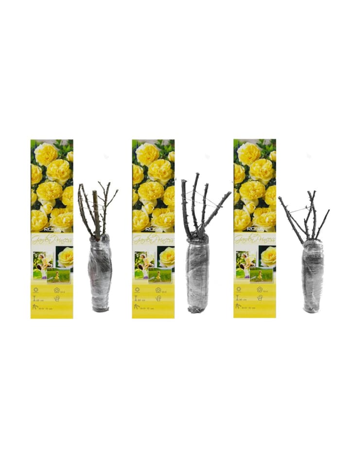 OH2 3er-Set Polyantha-Rosen in Gelb günstig kaufen onesize