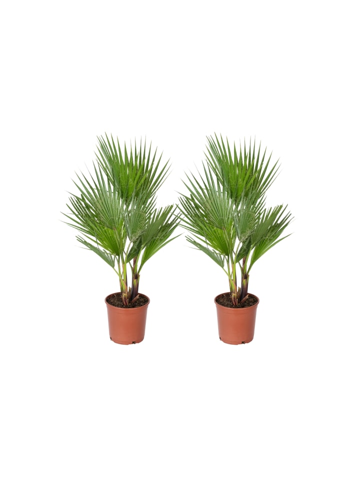 OH2 2er-Set: Washingtonia robusta Groß in Grün günstig kaufen onesize